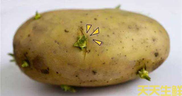 土豆發芽了還能吃嗎?(圖2) 土豆發芽了還能吃嗎?(圖2)