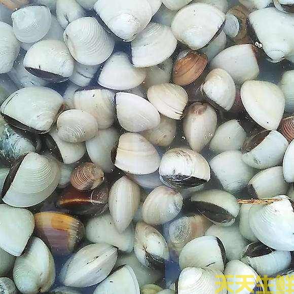 廣州送菜公司分享:常見的海鮮貝類有哪些?(圖3) 廣州送菜公司分享:常見的海鮮貝類有哪些?(圖3)
