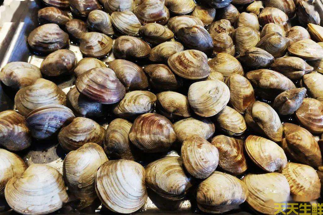 廣州送菜公司分享:常見的海鮮貝類有哪些?(圖4) 廣州送菜公司分享:常見的海鮮貝類有哪些?(圖4)