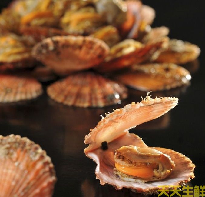 廣州送菜公司分享:常見的海鮮貝類有哪些?(圖6) 廣州送菜公司分享:常見的海鮮貝類有哪些?(圖6)