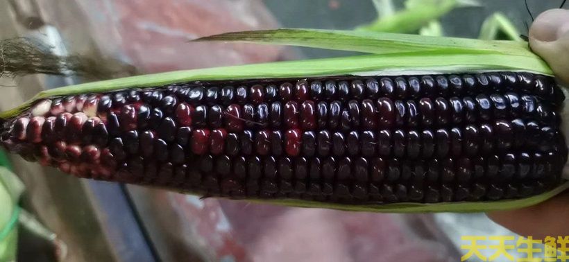 廣州農產品配送告訴你,常見玉米的品種有哪些?(圖2) 廣州農產品配送告訴你,常見玉米的品種有哪些?(圖2)