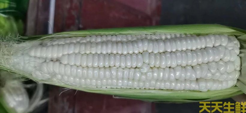 廣州農產品配送告訴你,常見玉米的品種有哪些?(圖3) 廣州農產品配送告訴你,常見玉米的品種有哪些?(圖3)