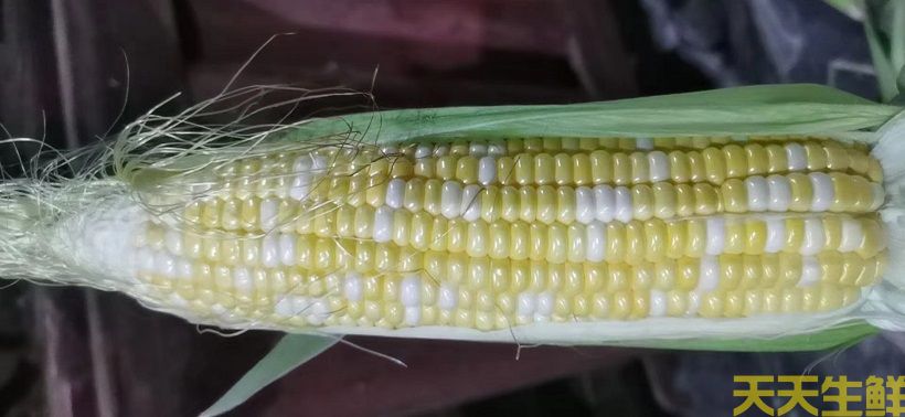 廣州農產品配送告訴你,常見玉米的品種有哪些?(圖5) 廣州農產品配送告訴你,常見玉米的品種有哪些?(圖5)