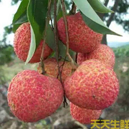 荔枝的品種有哪些？廣州蔬菜配送公司科普(圖5)