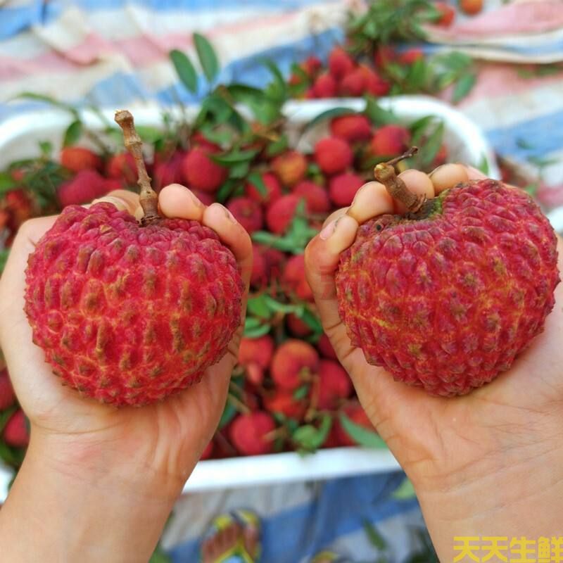 荔枝的品種有哪些？廣州蔬菜配送公司科普(圖6)