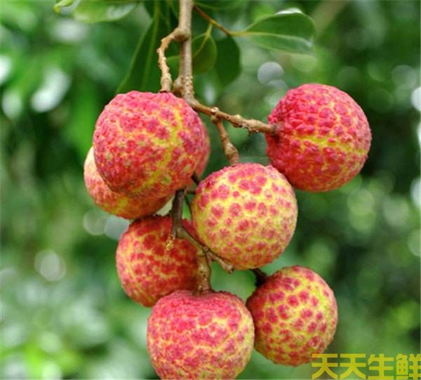 荔枝的品種有哪些？廣州蔬菜配送公司科普(圖8)