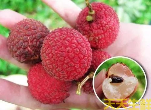 荔枝的品種有哪些？廣州蔬菜配送公司科普(圖13)