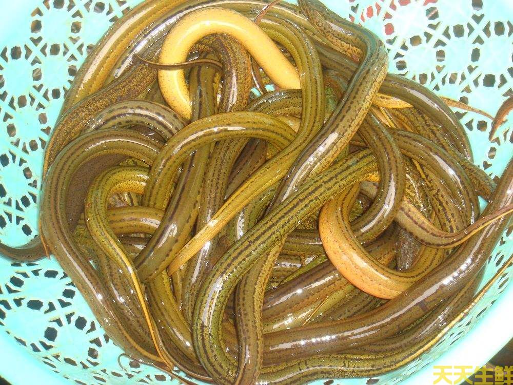 天氣炎熱吃什么好?廣州蔬菜配送公司推薦你8種食材(圖8) 天氣炎熱吃什么好?廣州蔬菜配送公司推薦你8種食材(圖8)