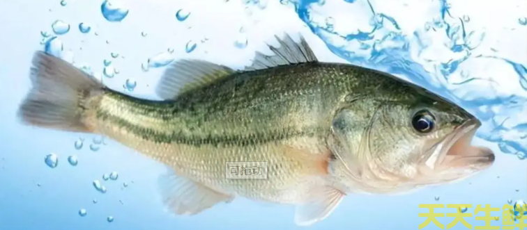 廣州蔬菜配送公司分享:河鱸魚和海鱸魚的區(qū)別?(圖2) 廣州蔬菜配送公司分享:河鱸魚和海鱸魚的區(qū)別?(圖2)