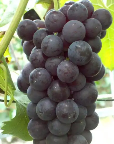 2024年最臟的水果排名(圖2) 2024年最臟的水果排名(圖2)