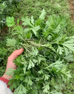 清明時(shí)節(jié)話艾果(圖3) 清明時(shí)節(jié)話艾果(圖3)